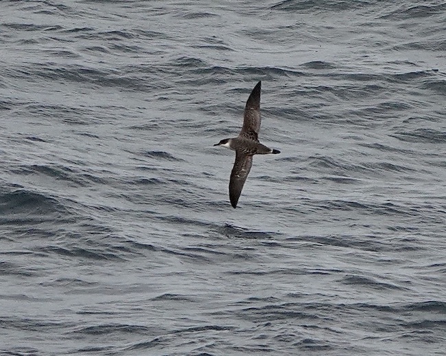 great shearwater